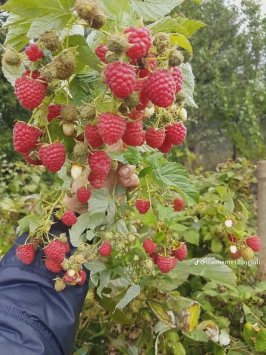 Здравей те Продавам расад ягоди и малини