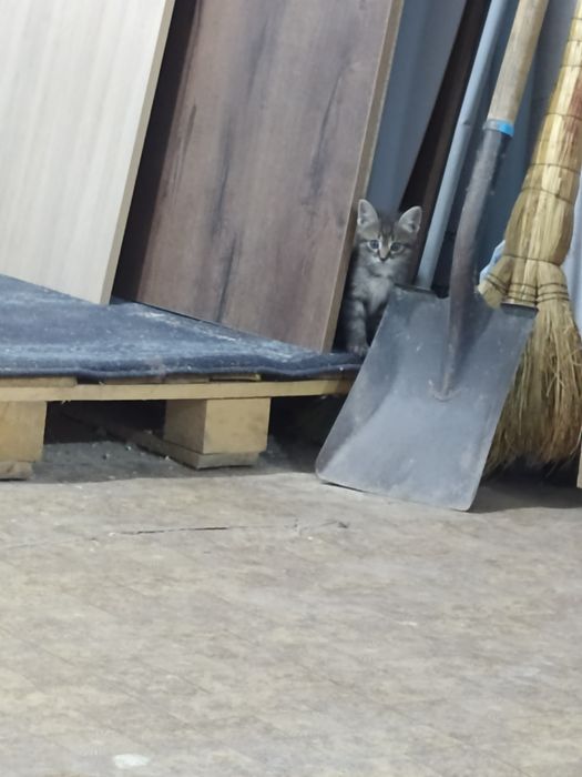 Котята от кошки крысоловки