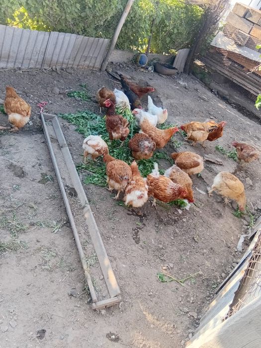Продам домашних курей несушки молодые