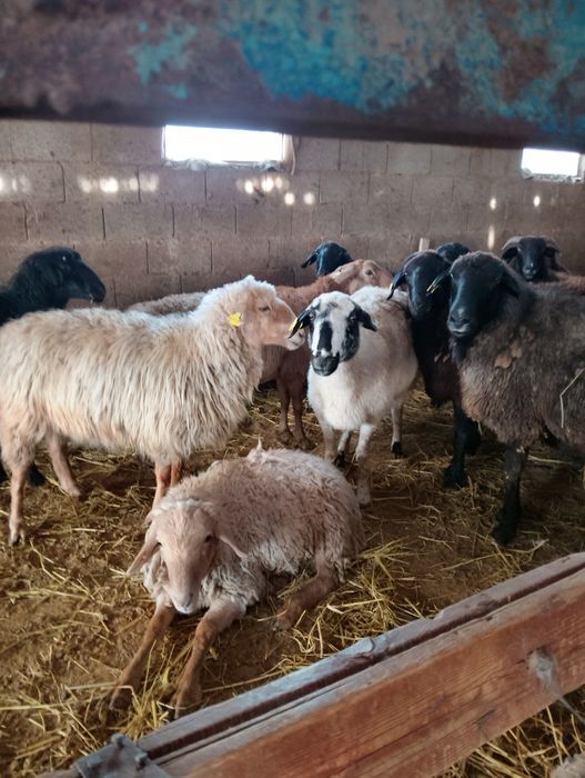 Продаются бараны