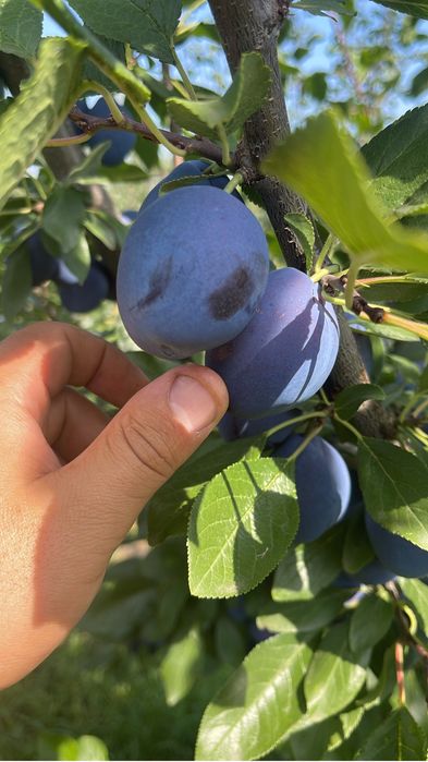 Prune de consum