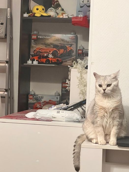 продам кошку британка