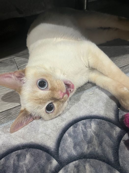 Отдам котика в хорошие руки