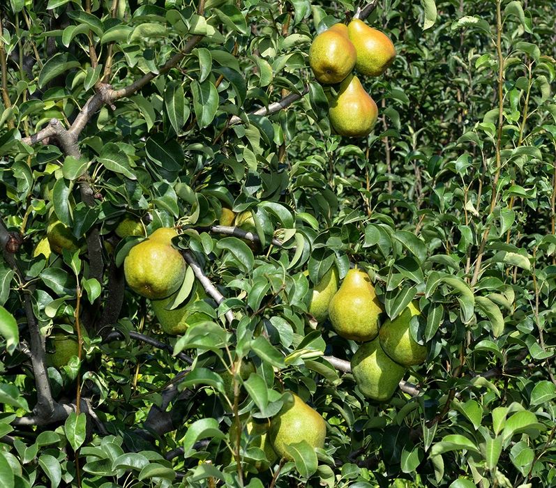 Par (Soiul Novembra )