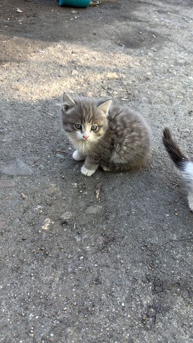 отдам котят даром