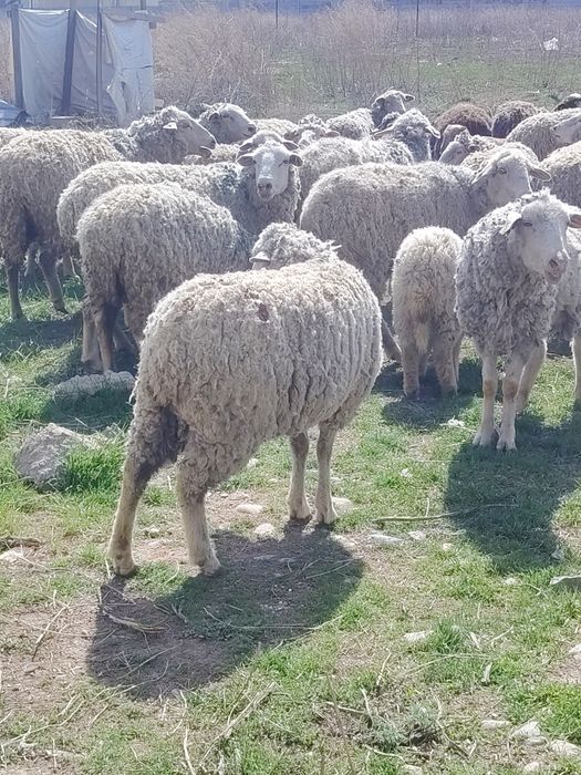 Бараны ягненок козы