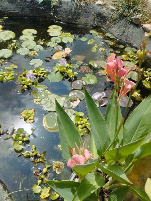 Нимфея кувшинка лилия