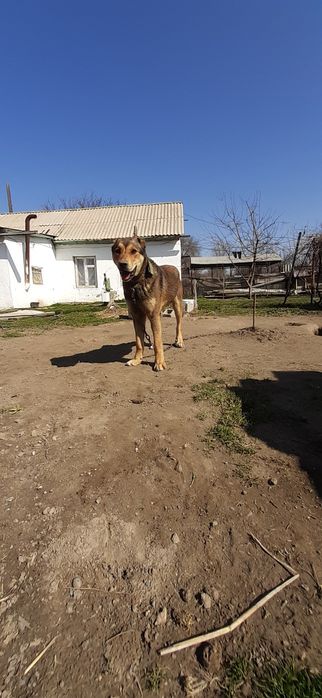 Продам щенок САО