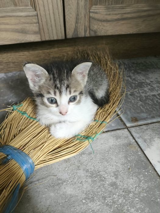 Отдам домашних котят