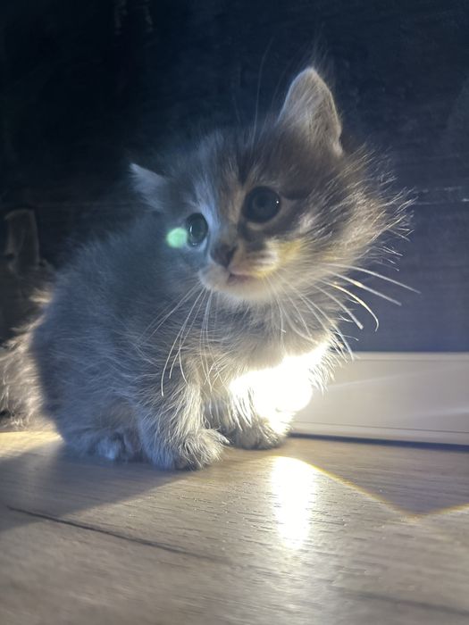 Котятки ищут маму или папу