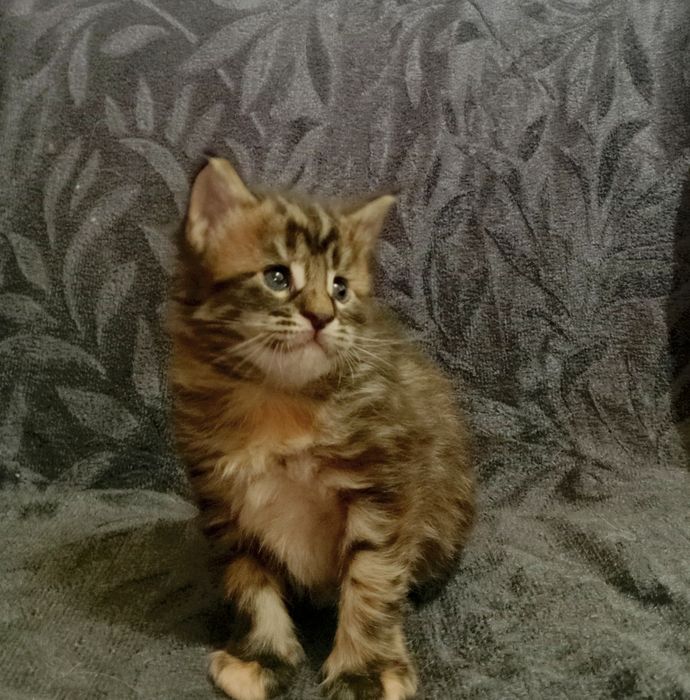 Котята породы Мейн Кун