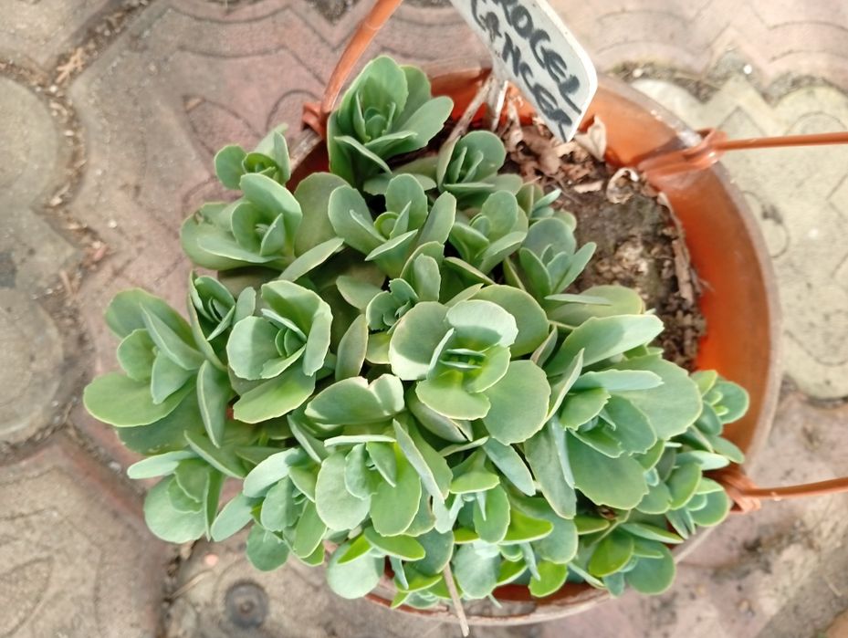 Planta norocel sau ghetusa
