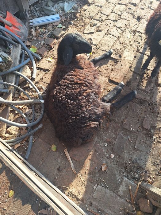 Продам барана срочно