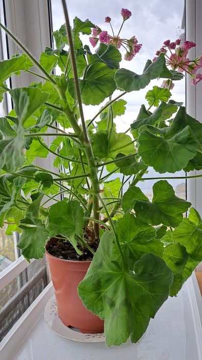 Пеларгония Ю Мерлизон 2