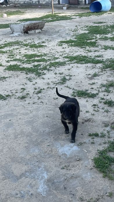 Өте мықты күшік