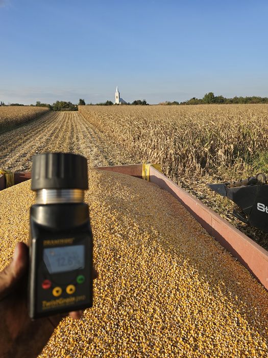 Vând Porumb boabe uscat calitate foarte bună