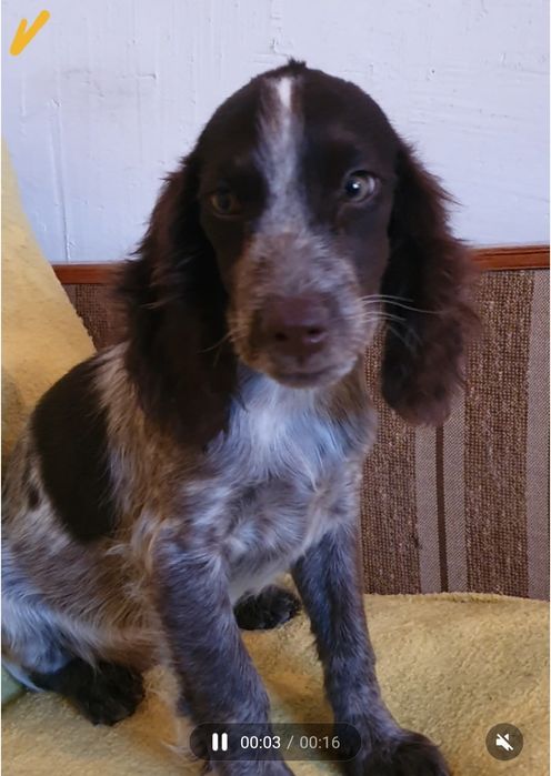 Продаются щенки русского спаниеля