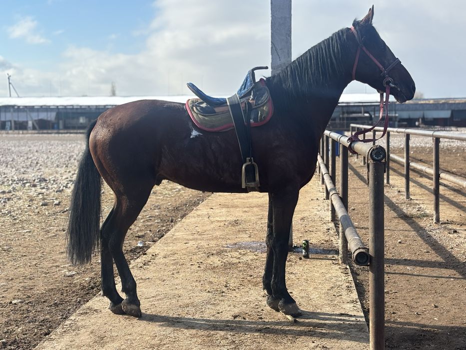 Айгыр молодой красивый