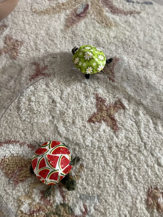 Продется черепахи