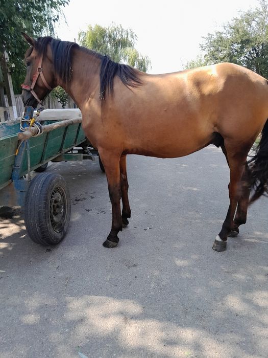 Vand  armăsar  de 3 anii