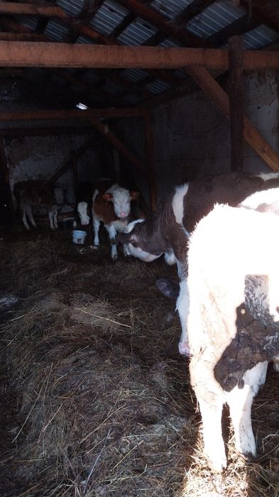 Vând șase viței încărcați