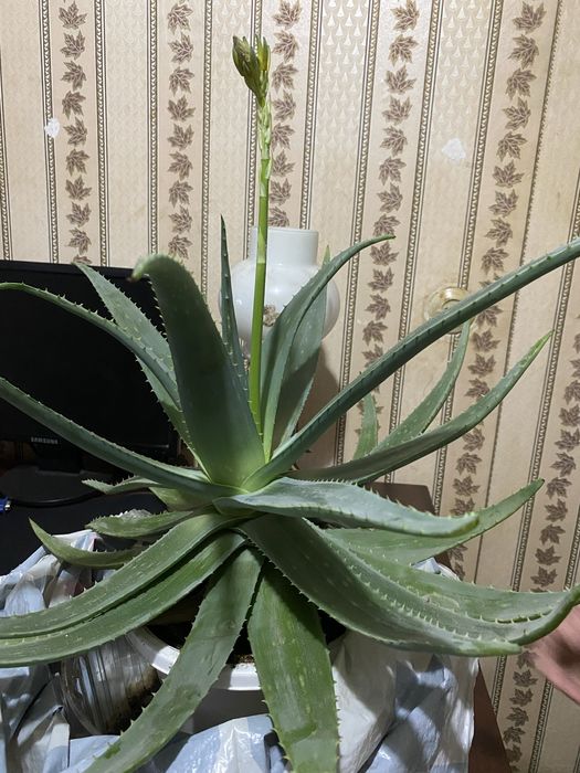 Продам алоэ вера 5 лет.