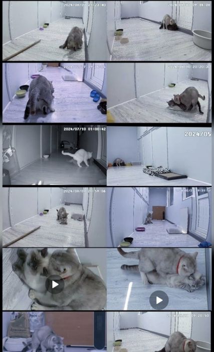 Вязка, кот с опытом , для вислоухих и прямоухих