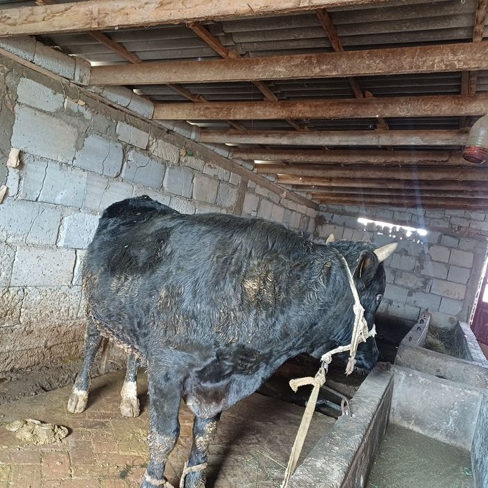 Семіз бордакы букалар.