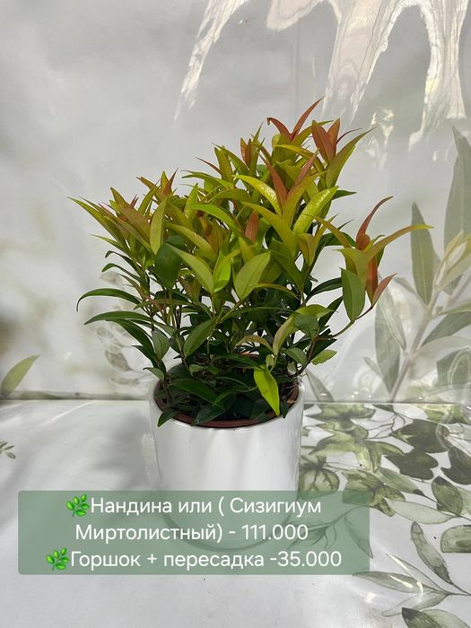 Орхидеи, Антуриум, Женское счастье и др