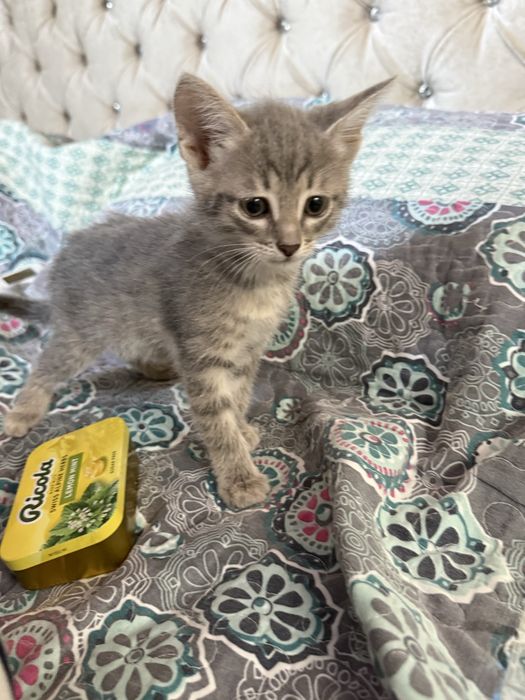2 котенка/ 1,5 месяца мал/дев