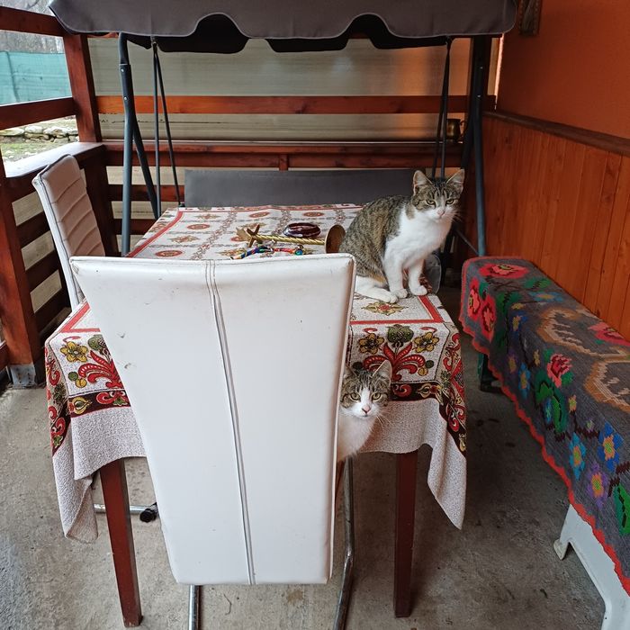 Donez 2 pisicute dragalase