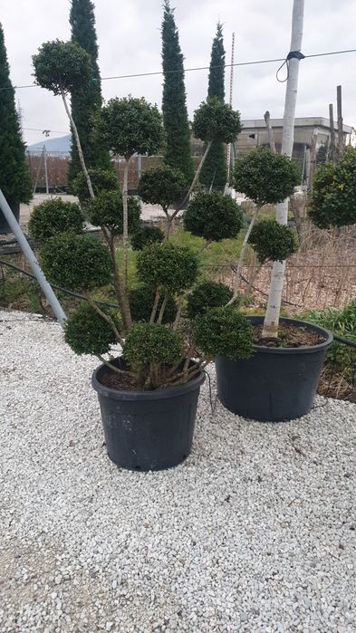 Bonsai din diferite specii de plante