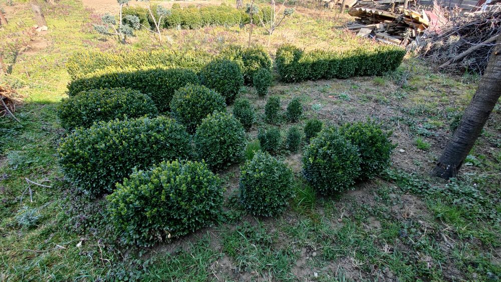 Buxus de vanzare