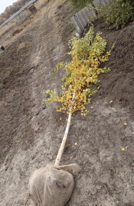 Липа,ива,тополь,сосна,ель,рябина,карагч,клен