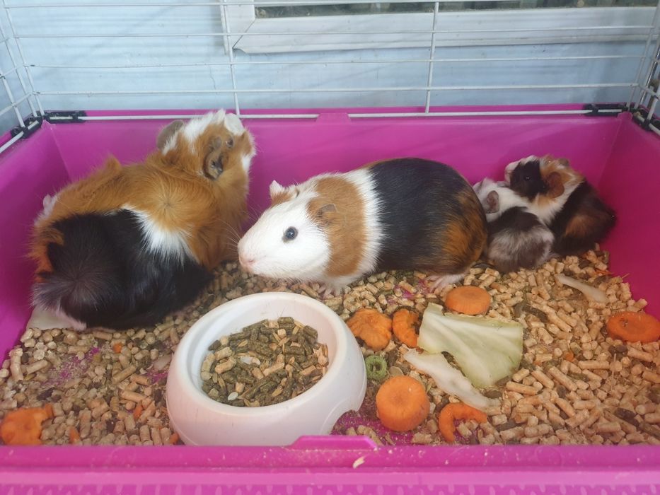 Морские свинки очень милые и ручные!