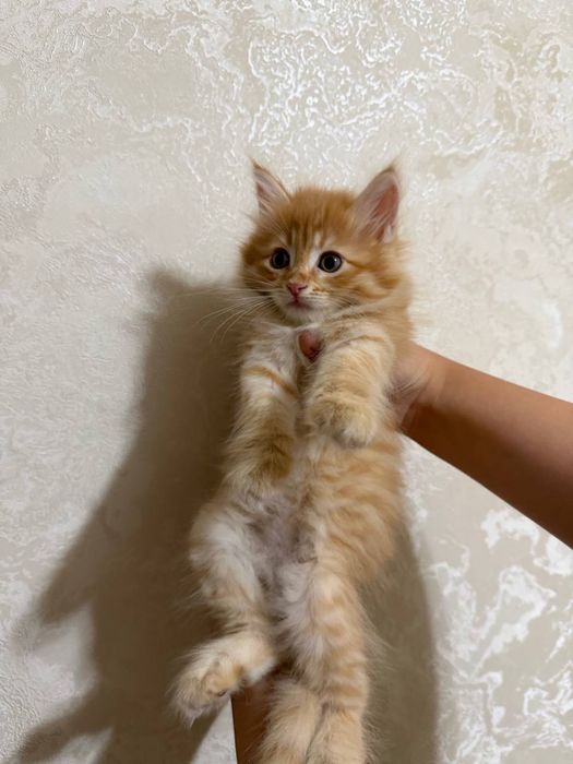 Рыжие сибирские котята