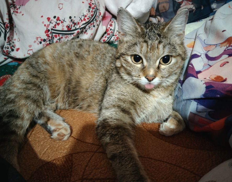 Кошечка стерилизованная