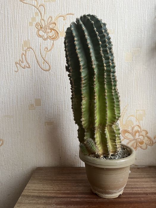 Кактус (эхинопсис)