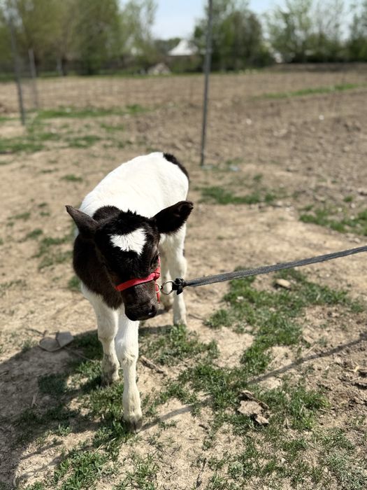 Сауын бұзаулы сиыр