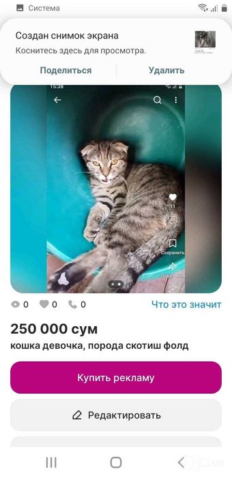 Кошка 6 месяцев, порода скотиш фолд