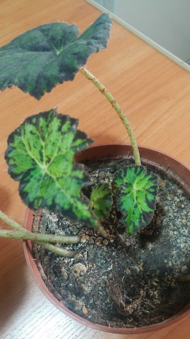 Бегония Бауэра тигровая