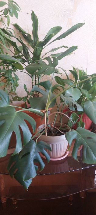 Комнатные растения