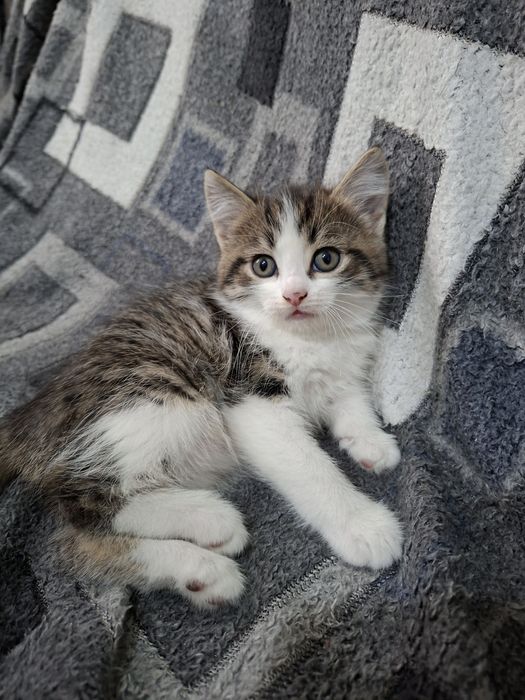 Отдам котят девочки