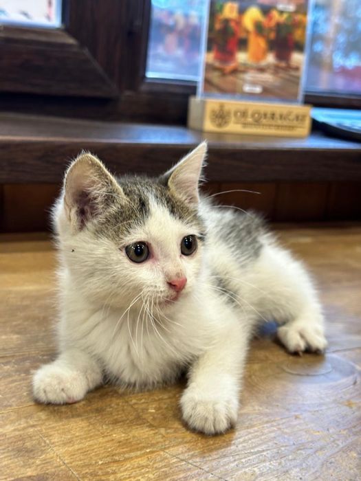 Котенок мальчик в дар