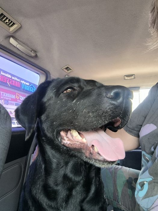 Пропал лабрадор Талгар