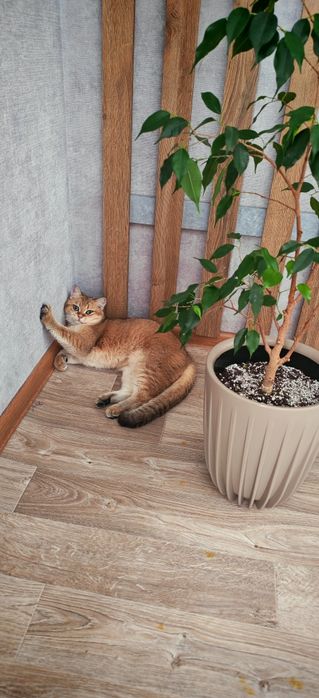 Котик ищет себе дом