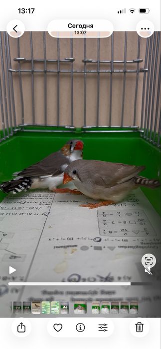 Амадинка Амадин Amadinka Amadin