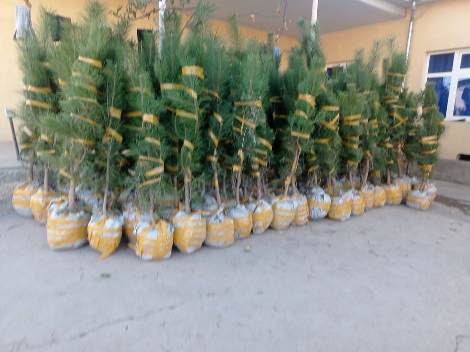 Арча ва хархил турдаги гуллап