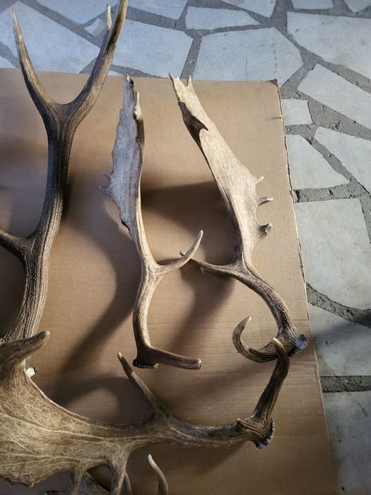 Продавам рога от срандак и лопатар