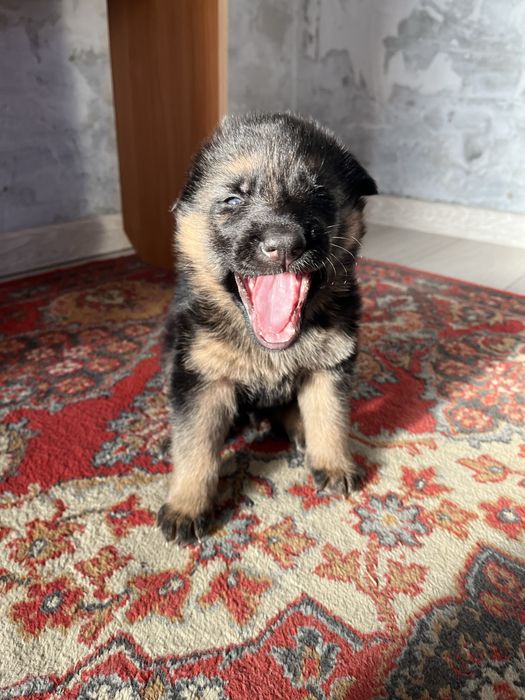 Щенки немецкая овчарка